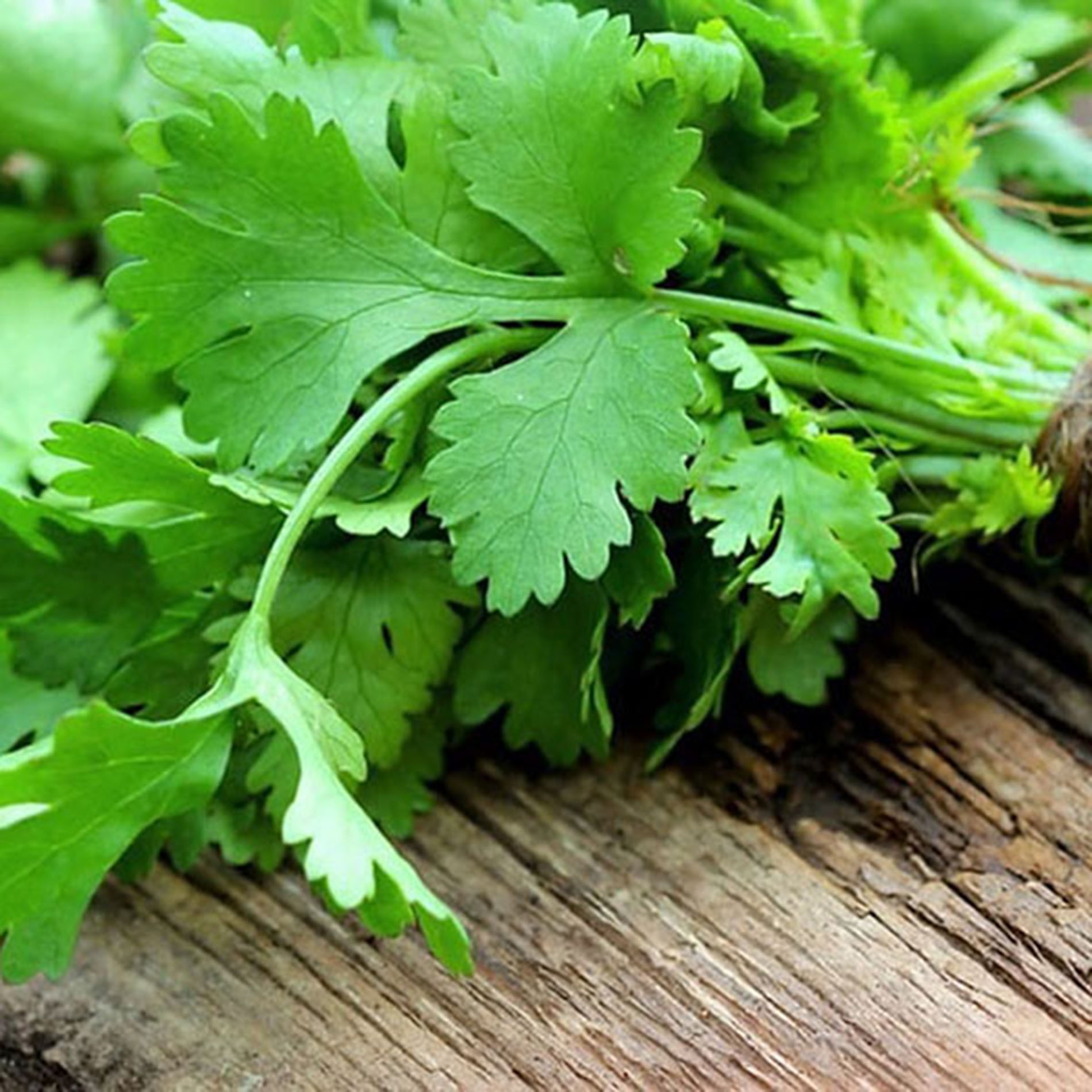 CULANTRO