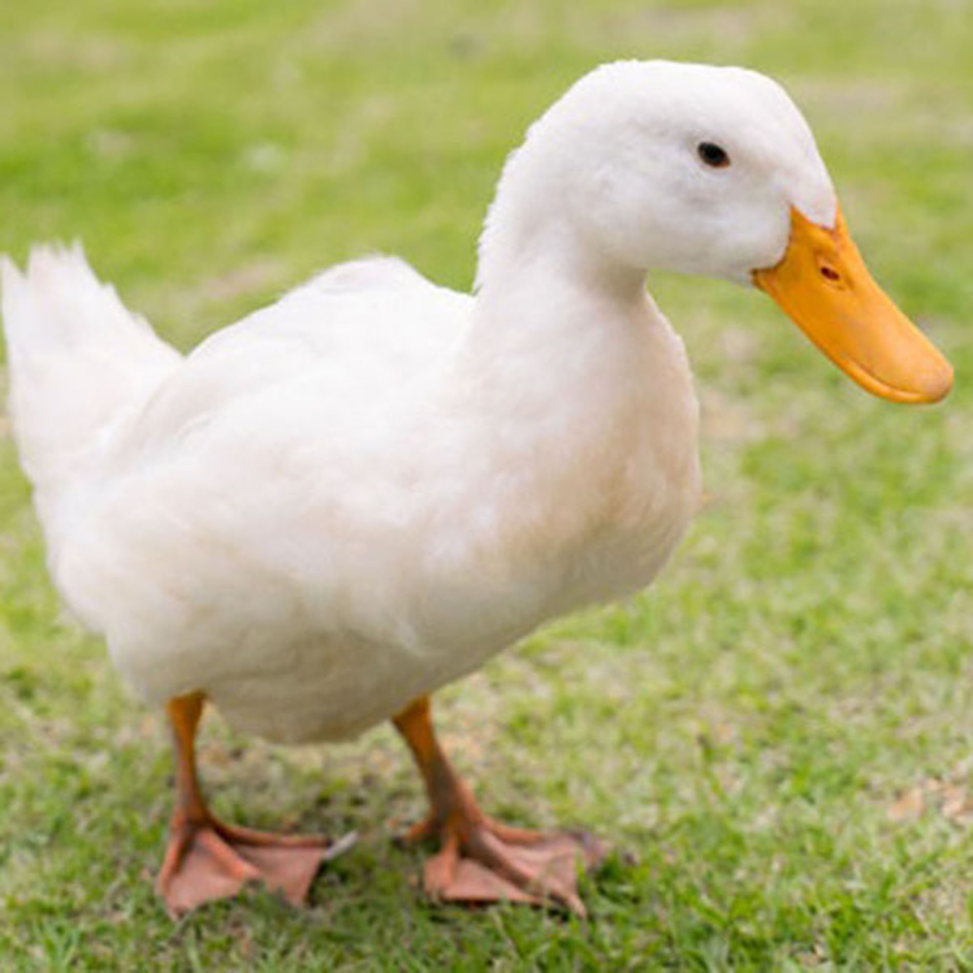 CRIANZA PATO
