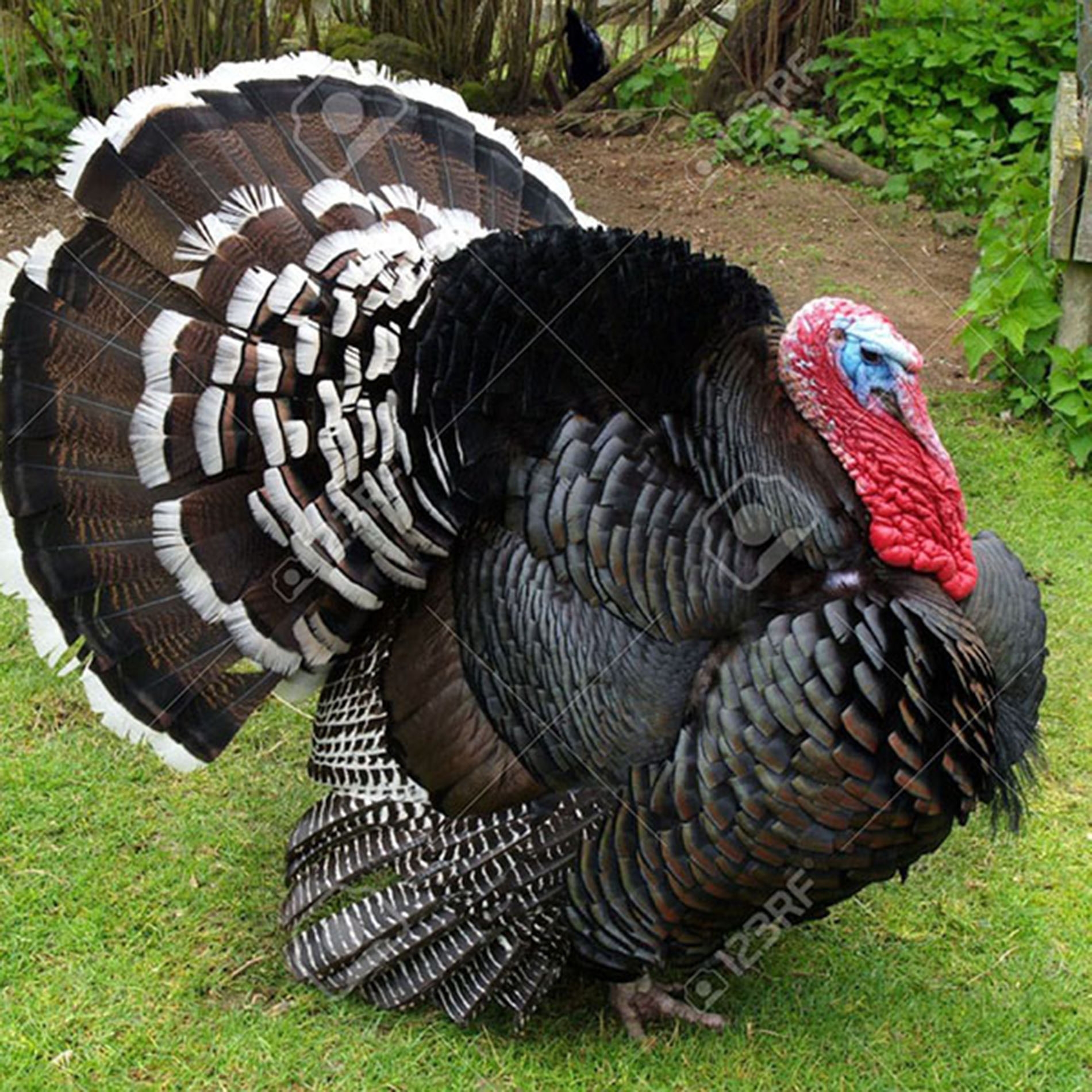 CRIANZA DE PAVO